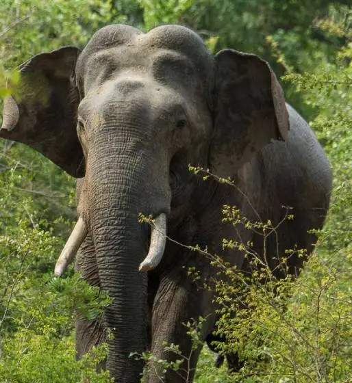 elephant-srilanka