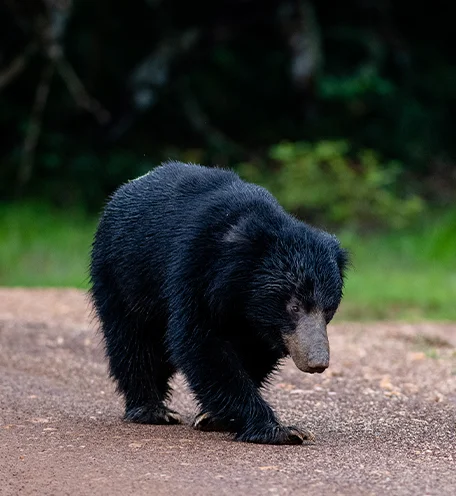 home-calender-bear-1