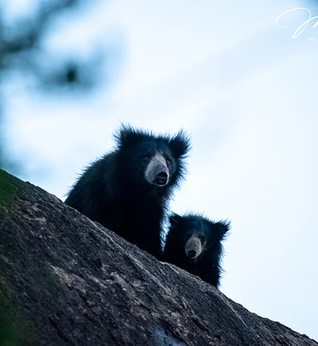 home-calender-bear-2