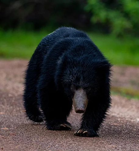 home-calender-bear-4