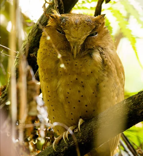 home-calender-bird-1