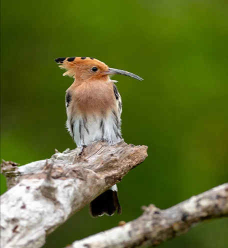 home-calender-bird-2