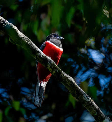 home-calender-bird-3