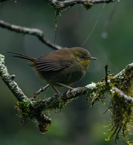 home-calender-bird-4
