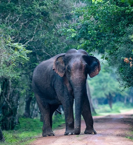 home-calender-elephant-1