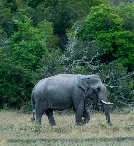 home-calender-elephant-2