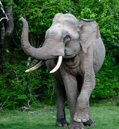 home-calender-elephant-3