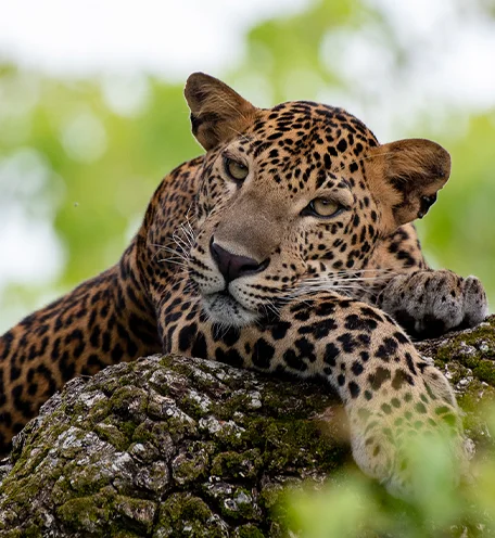 home-calender-leopard-1