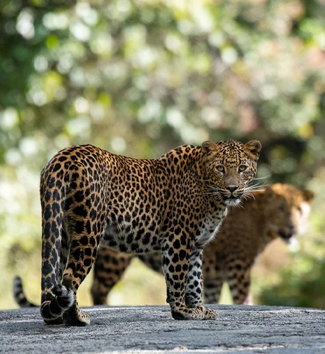 home-calender-leopard-3
