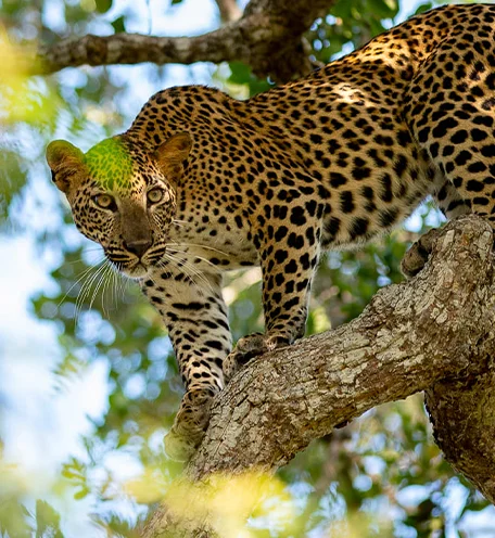 home-calender-leopard-4