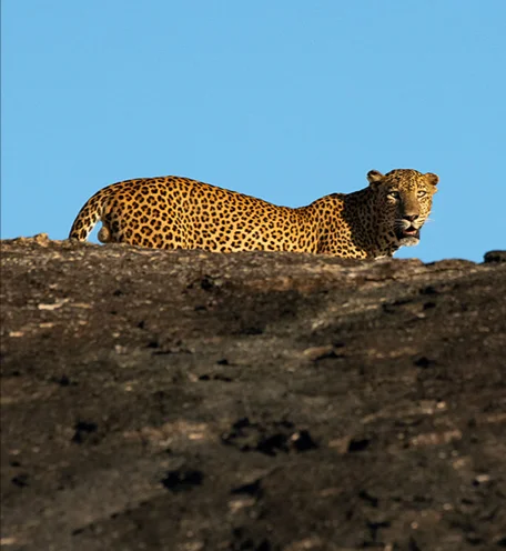 home-calender-leopard-6