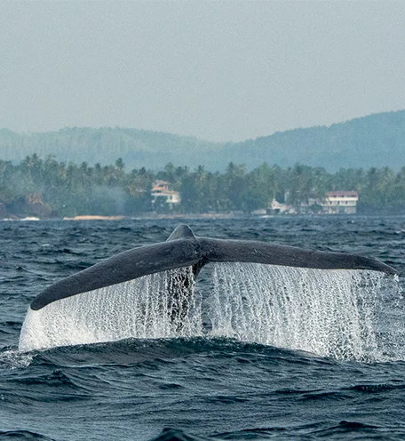 home-calender-whale-1