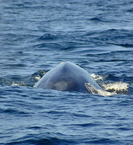 home-calender-whale-2