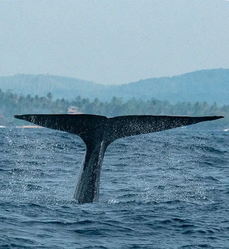 home-calender-whale-3