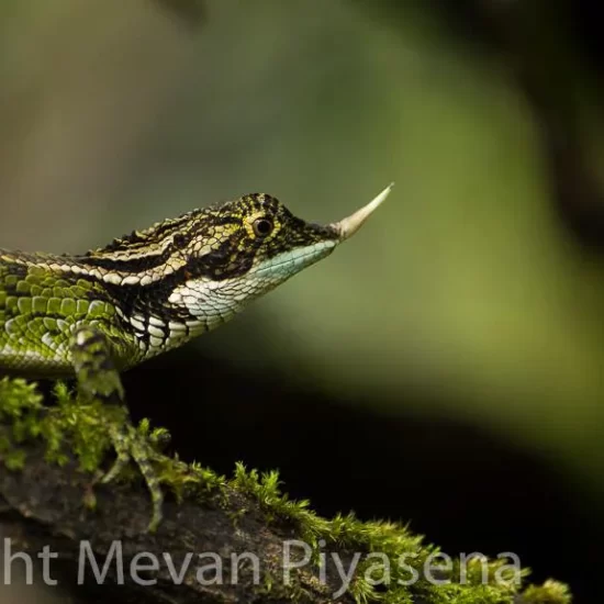 Horton Plains National Park