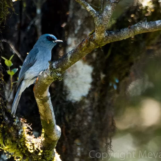 Horton Plains National Park