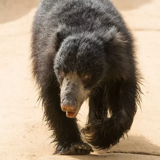 Wilpattu national park