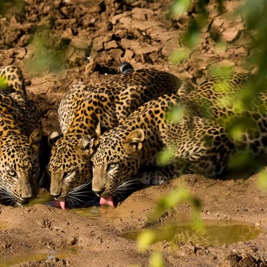 Wilpattu national park