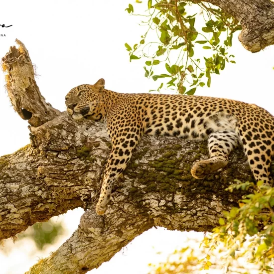 Wilpattu national park