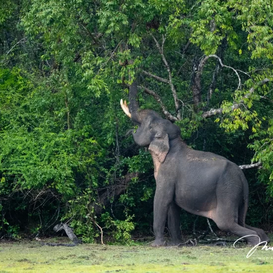 Kumana National Park