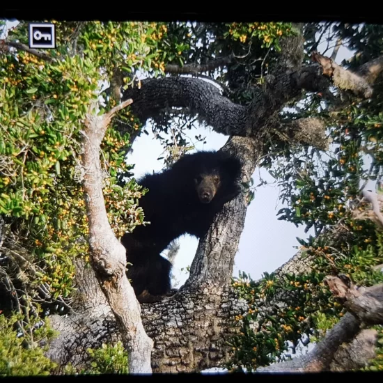 Wilpattu national park