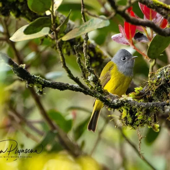 Horton Plains National Park