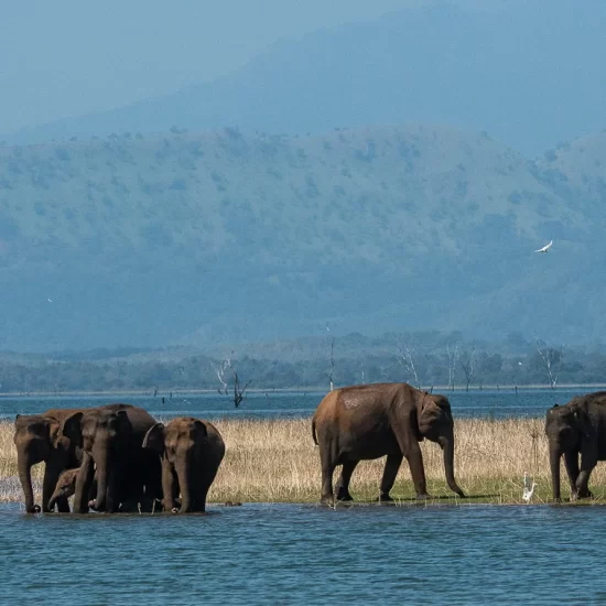 Udawalawe national park