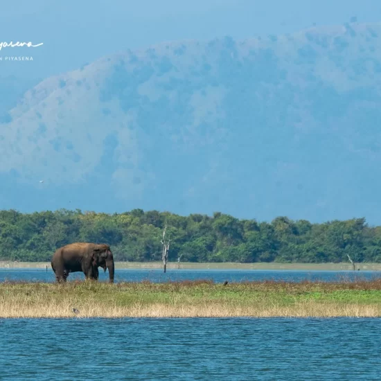 Udawalawe national park