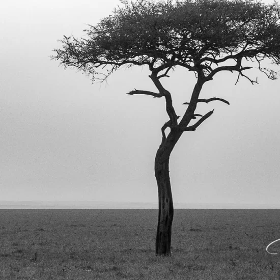 Maasai Mara National Reserve