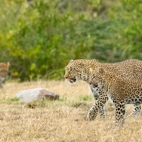 Maasai Mara National Reserve