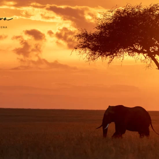 Maasai Mara National Reserve