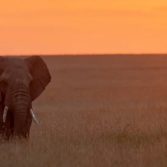 Maasai Mara National Reserve