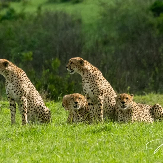 Maasai Mara National Reserve