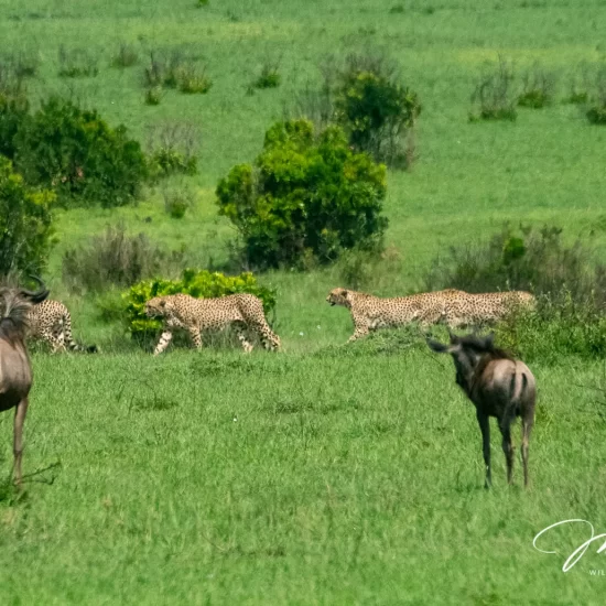 Maasai Mara National Reserve