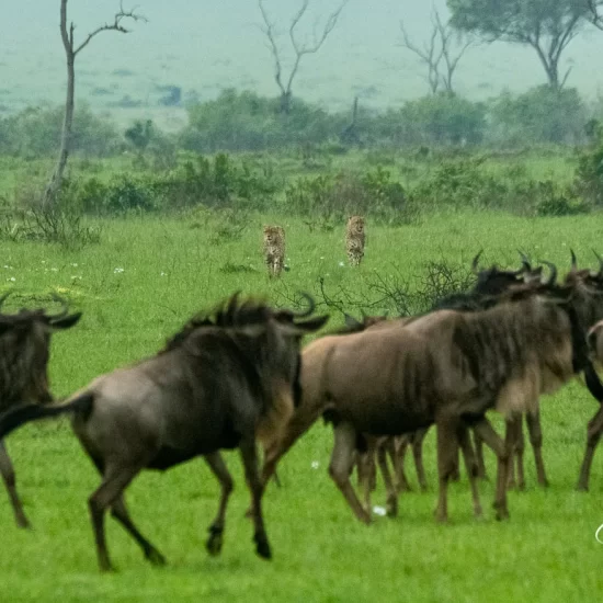 Maasai Mara National Reserve