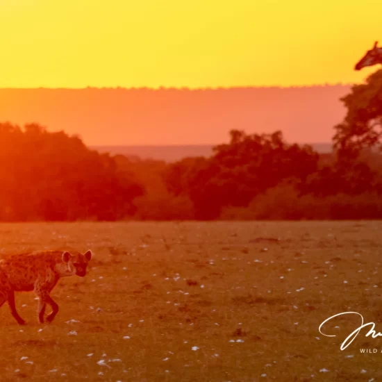 Maasai Mara National Reserve