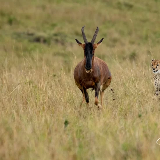 Maasai Mara National Reserve