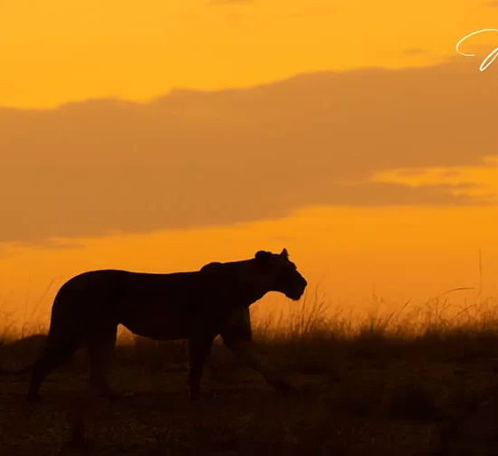 Maasai Mara National Reserve