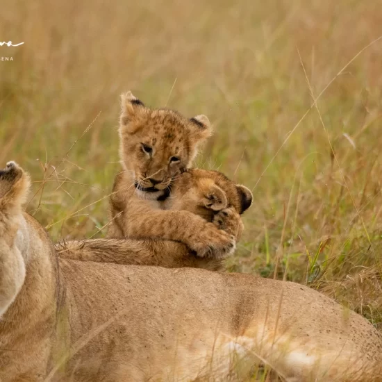 Maasai Mara National Reserve