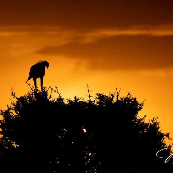 Maasai Mara National Reserve