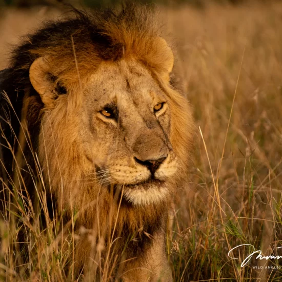 Maasai Mara National Reserve