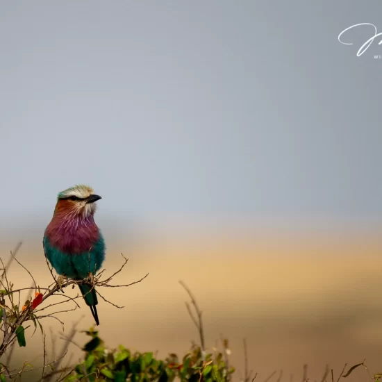 Maasai Mara National Reserve