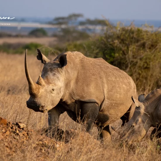 Maasai Mara National Reserve