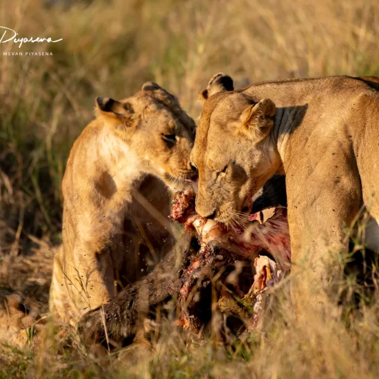 Maasai Mara National Reserve