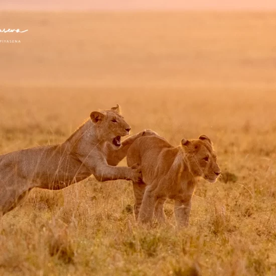 Maasai Mara National Reserve