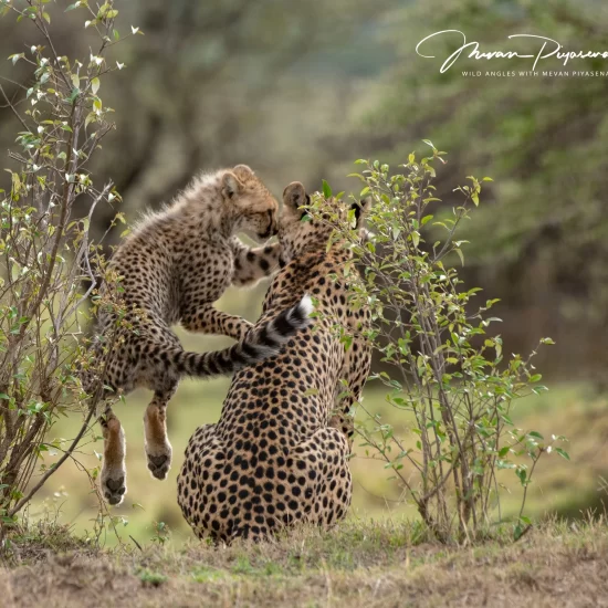 Maasai Mara National Reserve