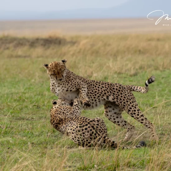 Maasai Mara National Reserve