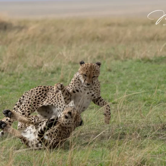 Maasai Mara National Reserve