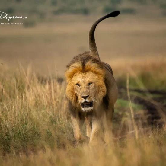 Maasai Mara National Reserve