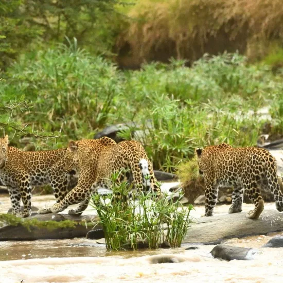 Maasai Mara National Reserve